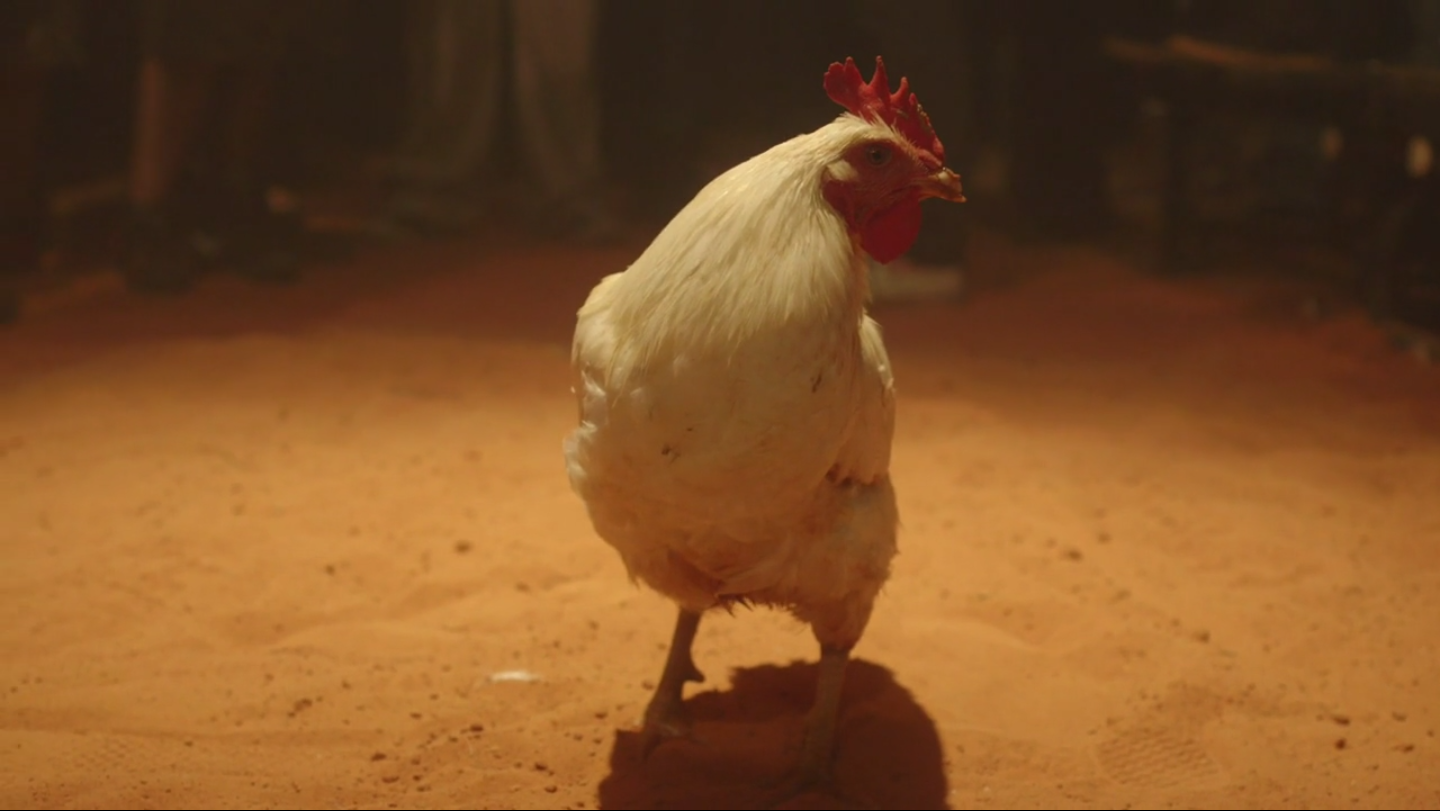 ​C#ockFight | Short Film (Trailer)