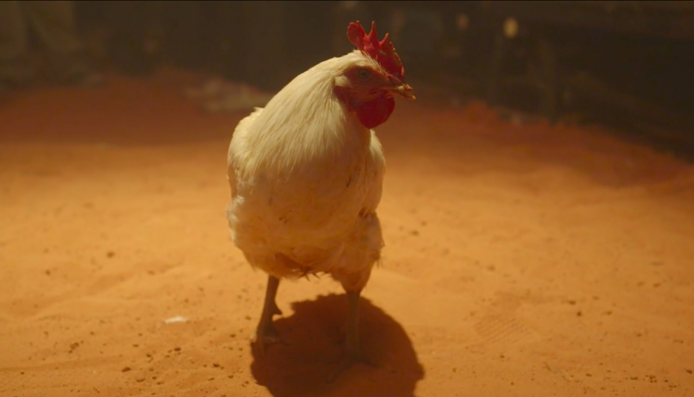 Screen Shot 2017-02-03 at 8.38.11 AM.png