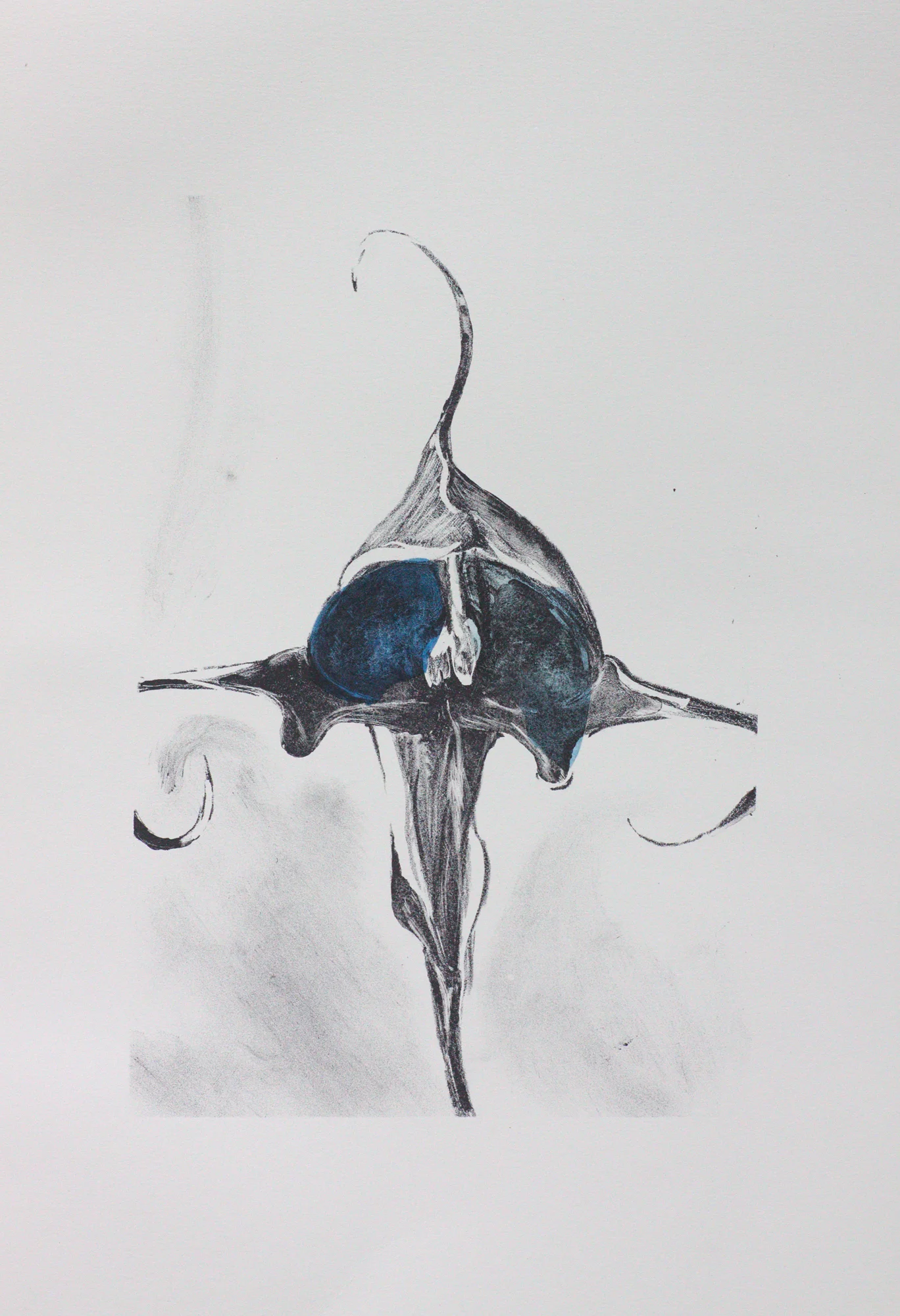 Orchidaceae - Granny Bonnet Lithograph with indigo-stained chine colle. 35 x 25cm $350 (UF)