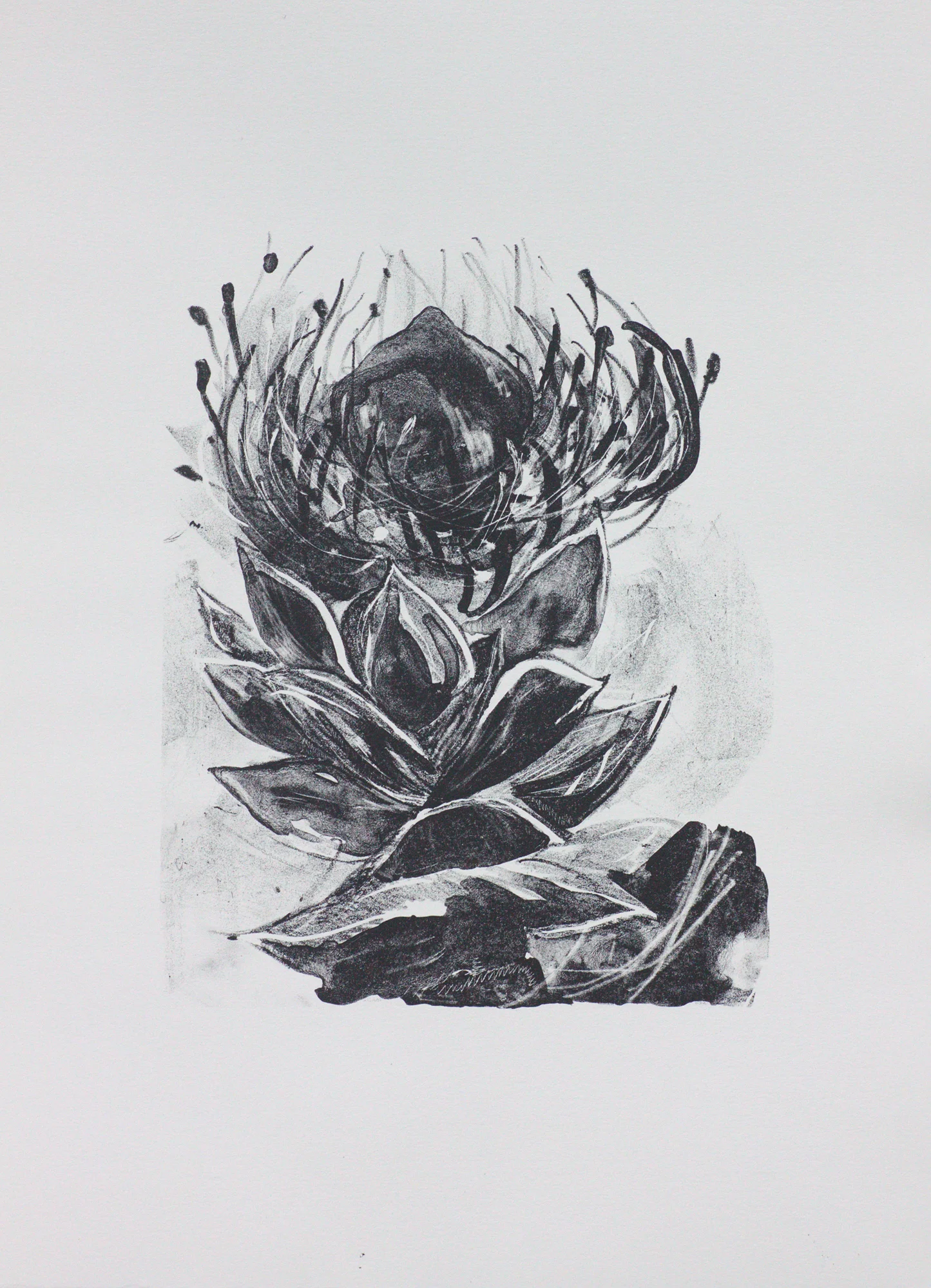 Proteaceae - Pincushion Lithograph. 2016 35 x 25cm $500 (F) $300 (UF)
