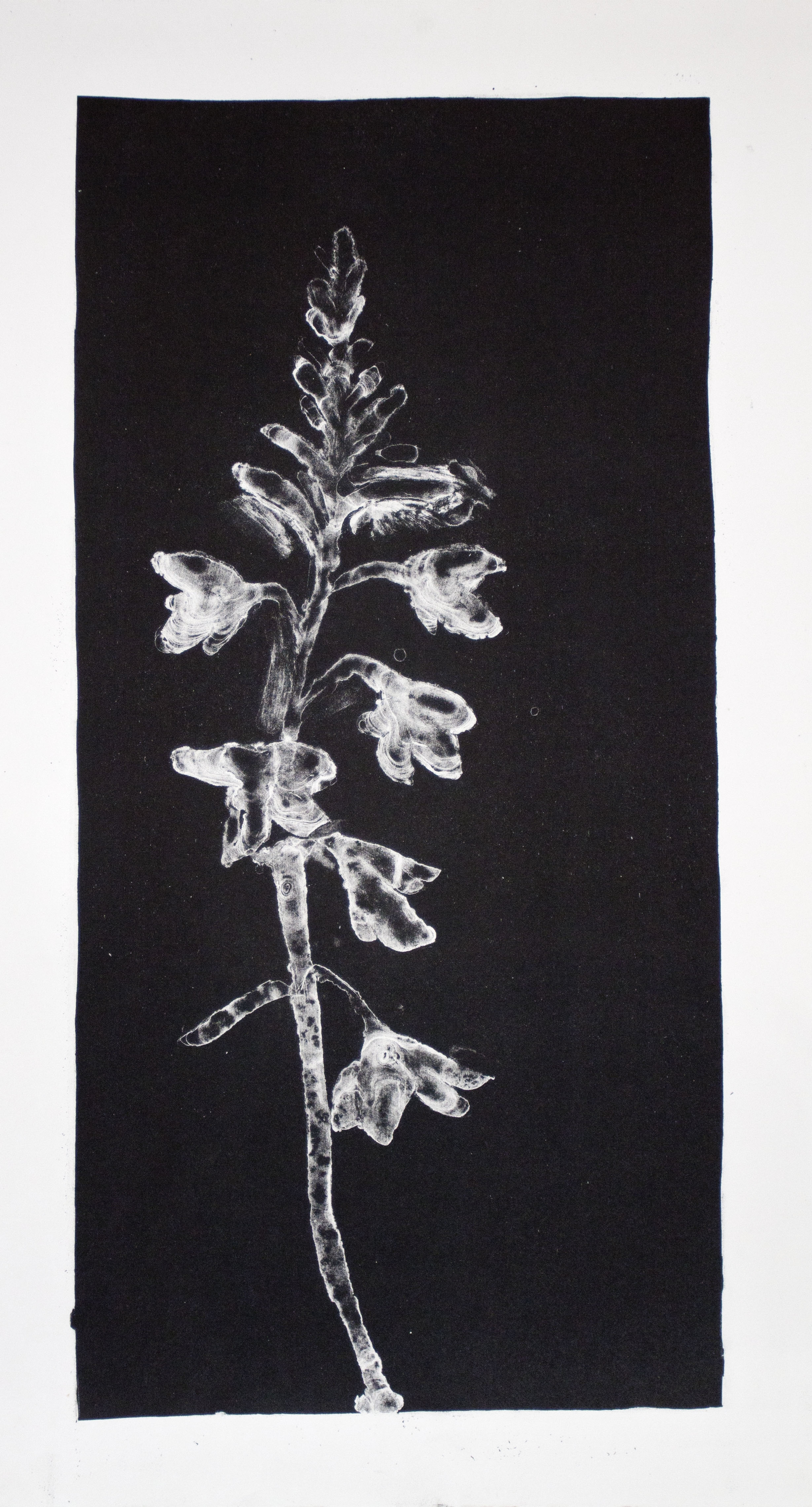 Iridaceae — Watsonia
