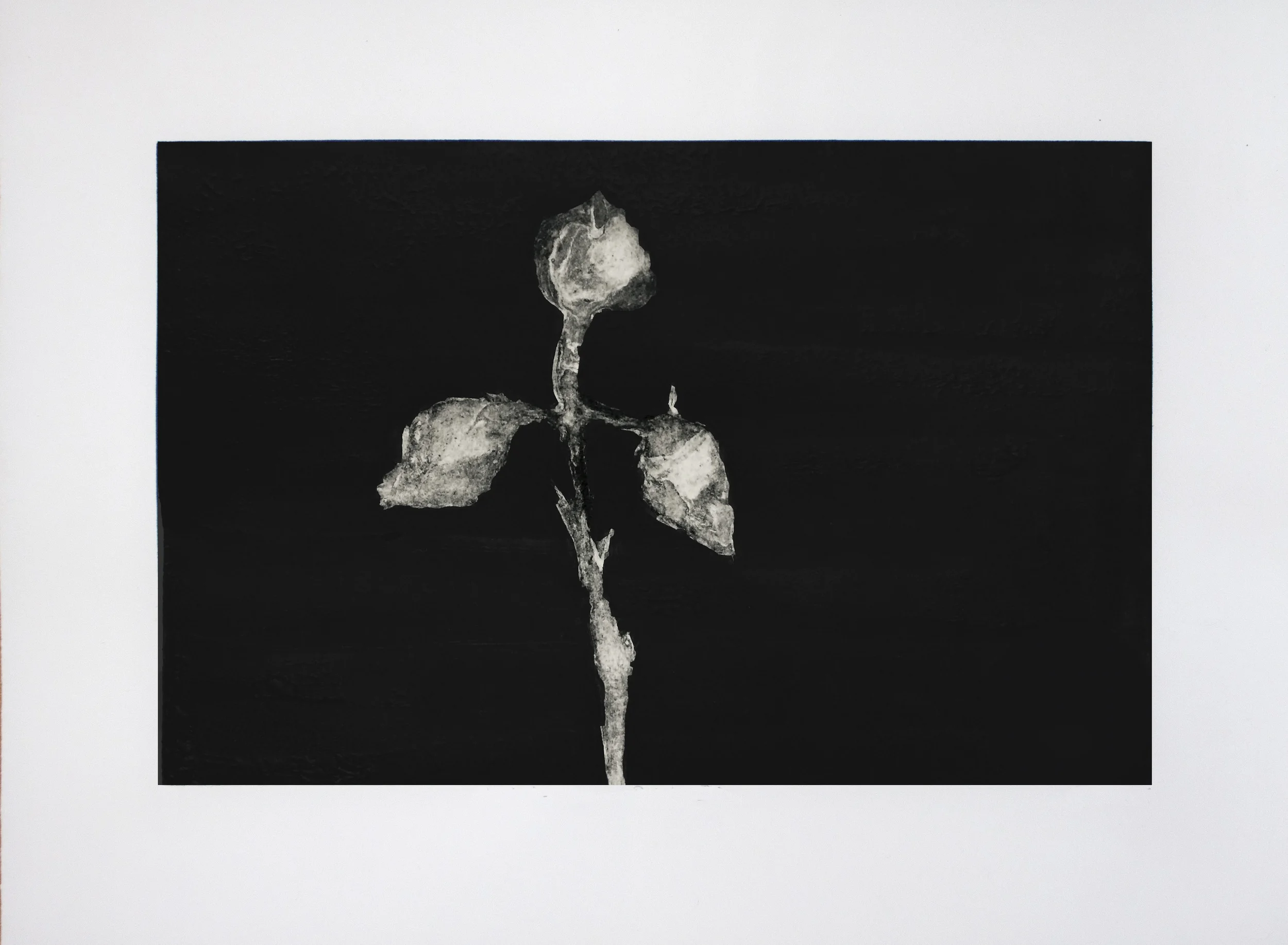 Iridaceae - Fleur De Lys Etching and aquatint. 2016 30 x 40cm $500 (F) $300 (UF)