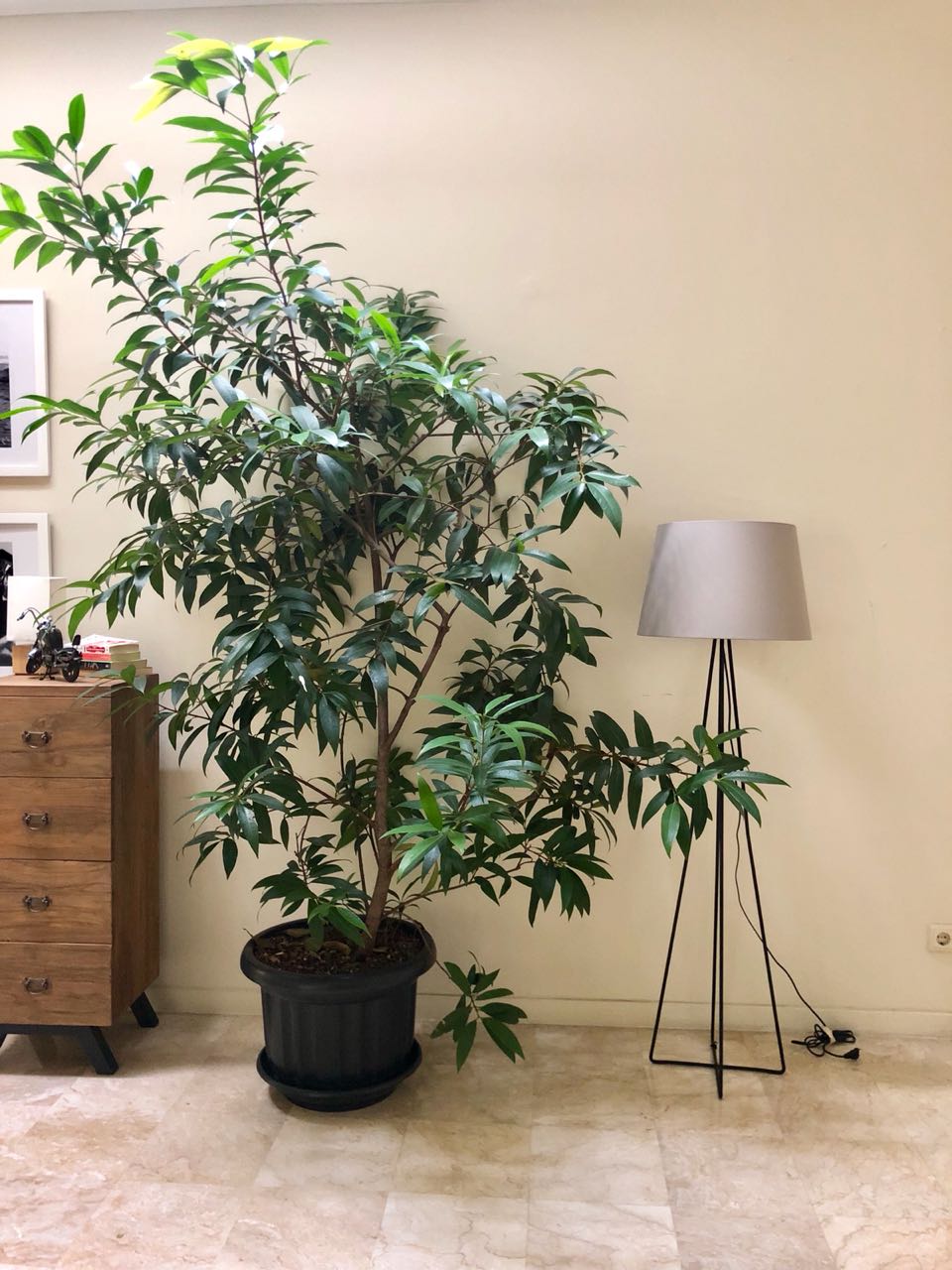 Supersize Tree