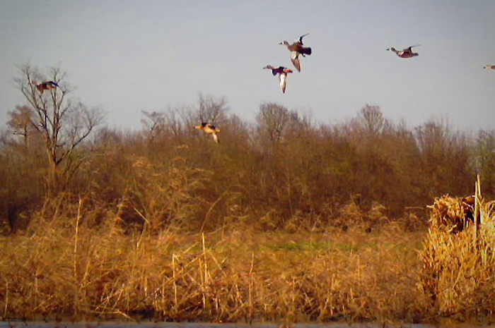 birds flying_DxO.jpg