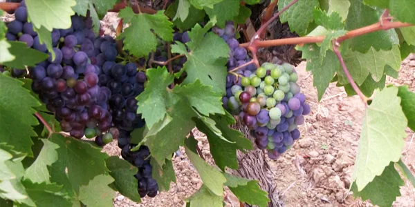 Inside the Seghesio Vineyard