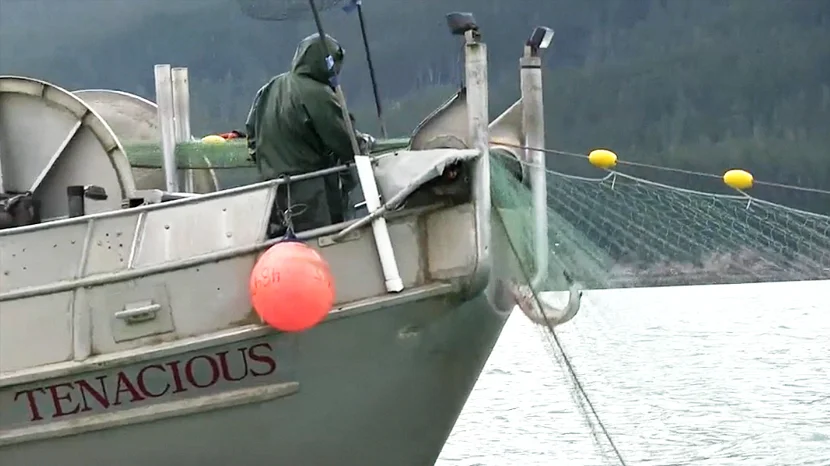 A Look at Alaska's Salmon