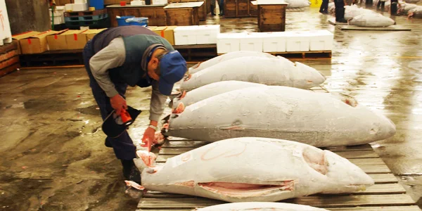 Tsukiji Fish Market : Travel in a Minute