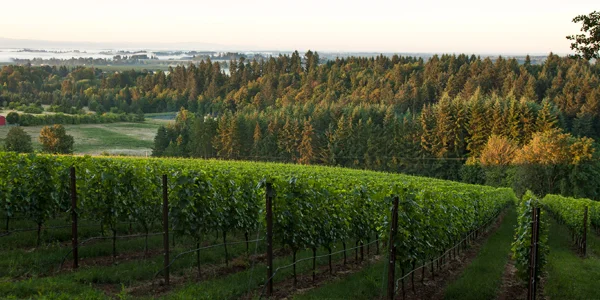 A Look at Oregon's Pinot Noirs