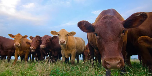 Understanding Antibiotics in Meat