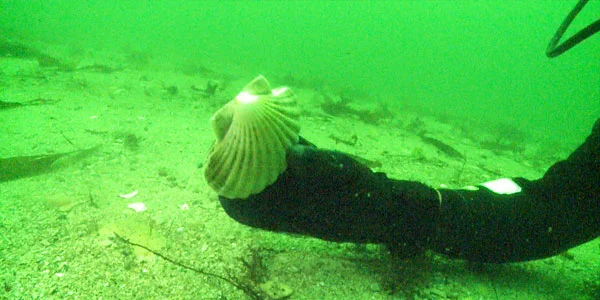 Understanding Dived Scallops