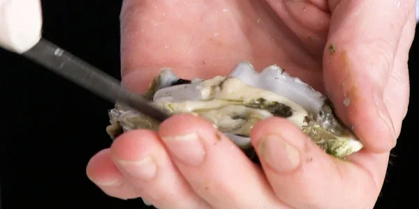 How to Shuck an Oyster