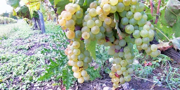 A Glimpse of Harvest in Cognac
