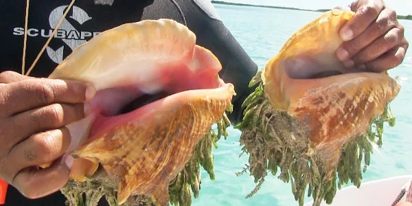 What is Conch?