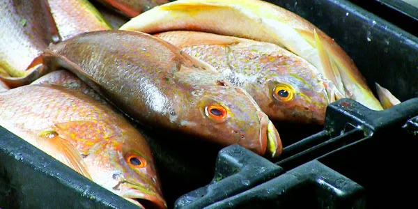 From Dock to Plate: The Story of F. Rozzo & Sons