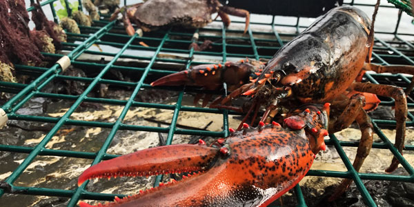 Lobster.jpg