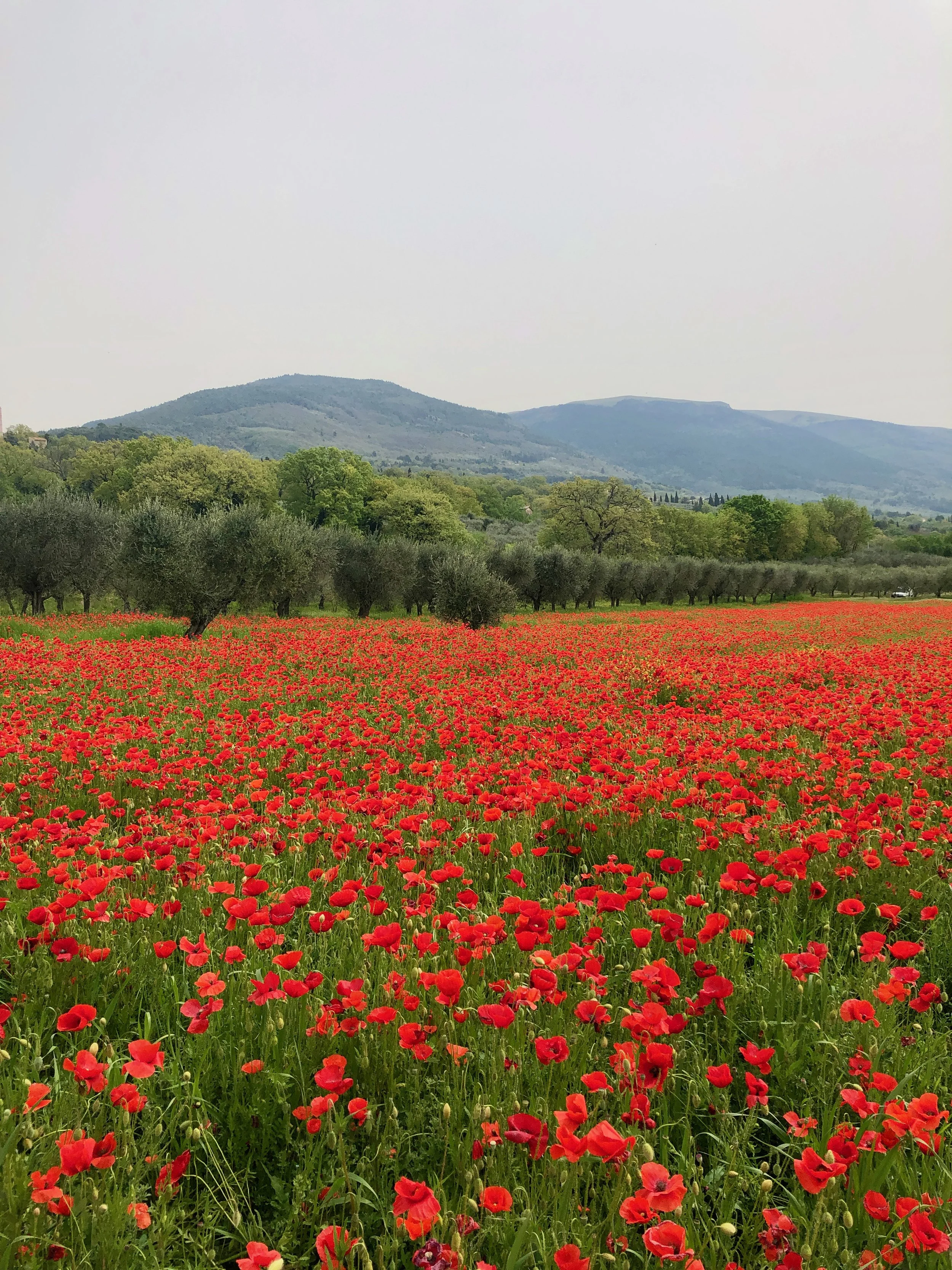 My Romcom Is Coming Next Year!