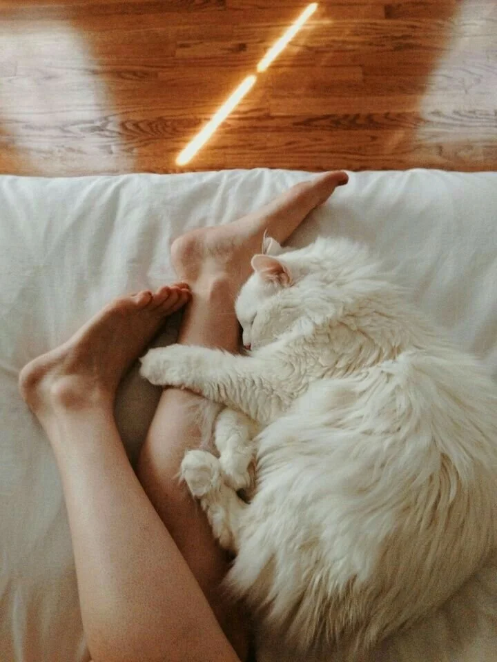 fluffy white cat snuggling.jpeg