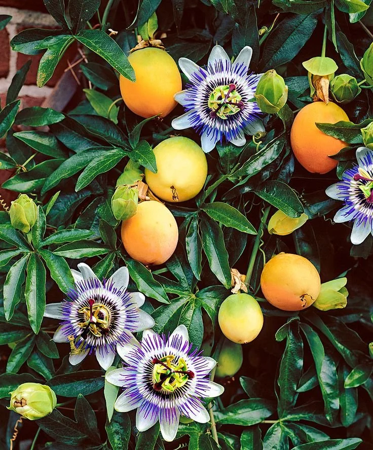 Passiflora Edulis.jpeg