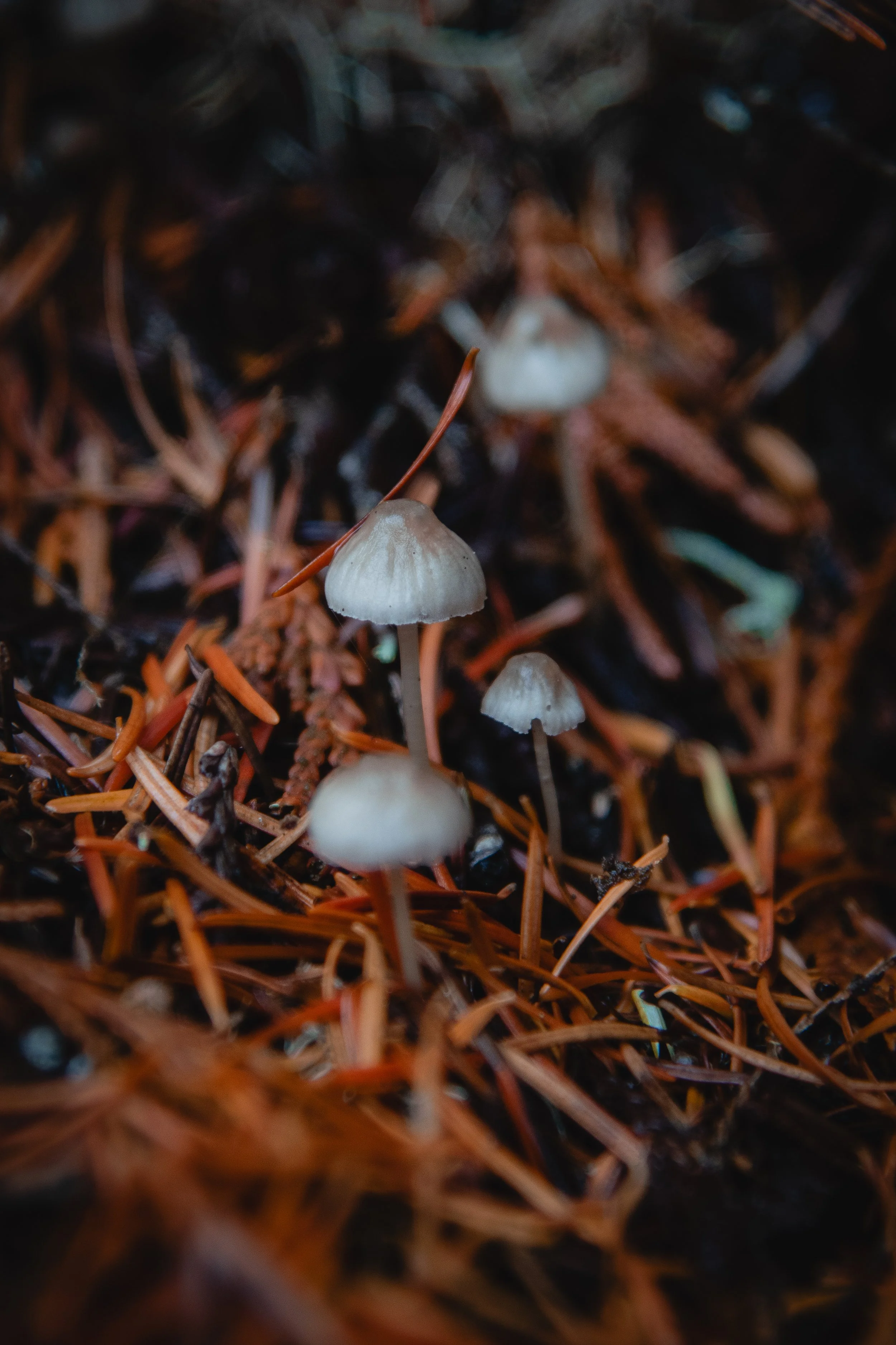 Foraging on the OR Coast