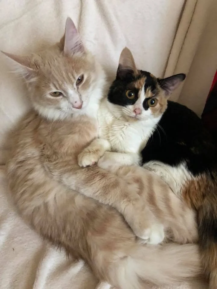 Butter & Biscuit