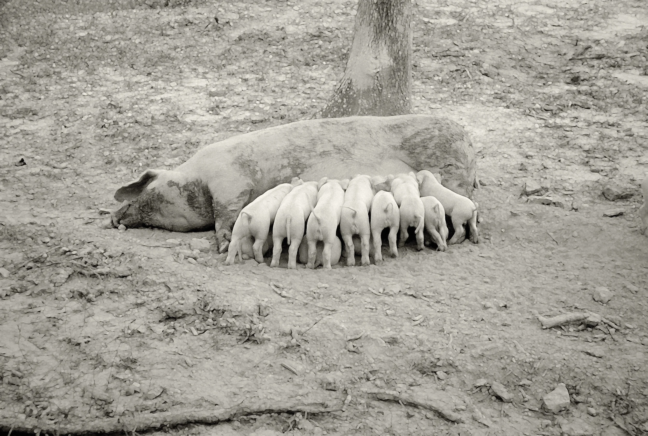 Pigs.3_UNoise_2.jpg