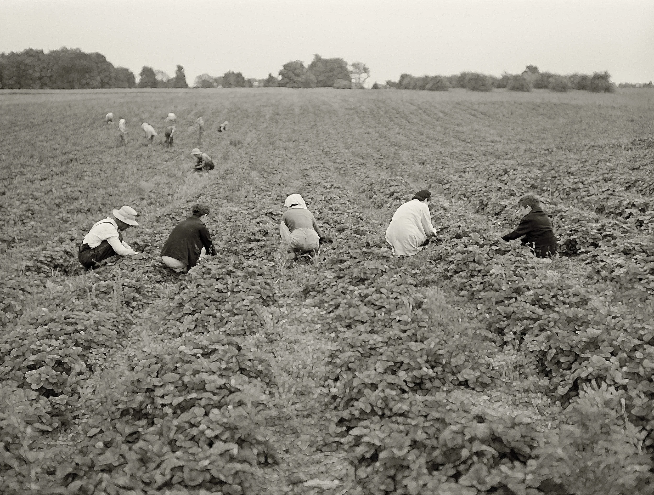 Field_Workers_Web.jpg