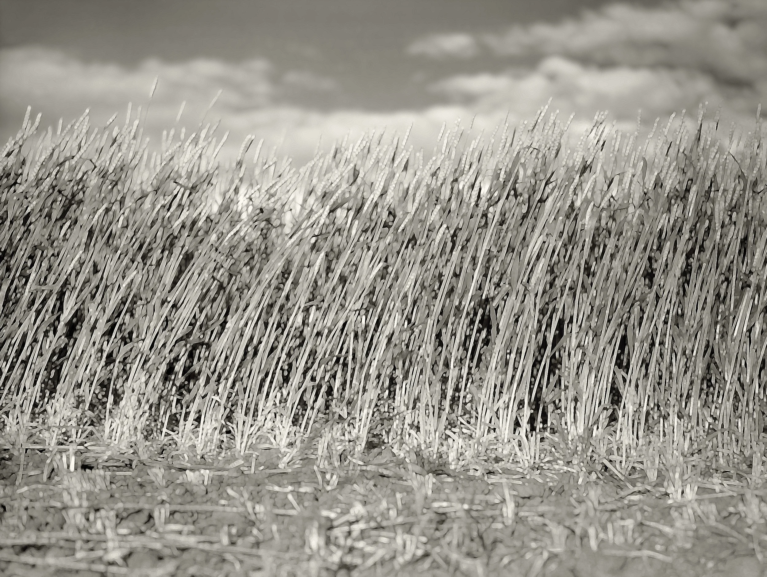 Wheat_CloseUp.11_Web.jpg