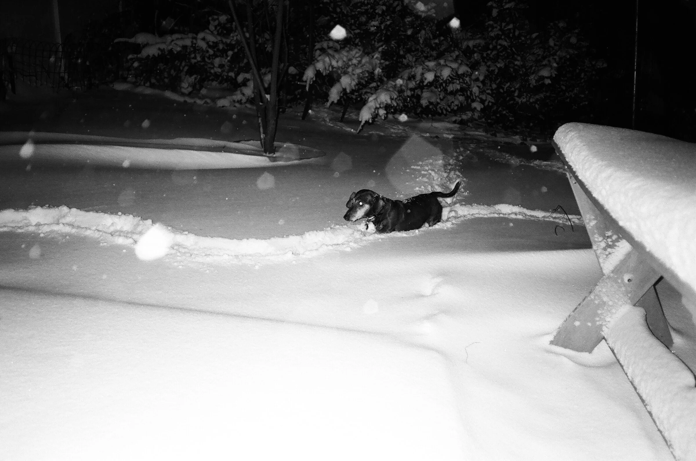 klaus in backyard snow.jpg