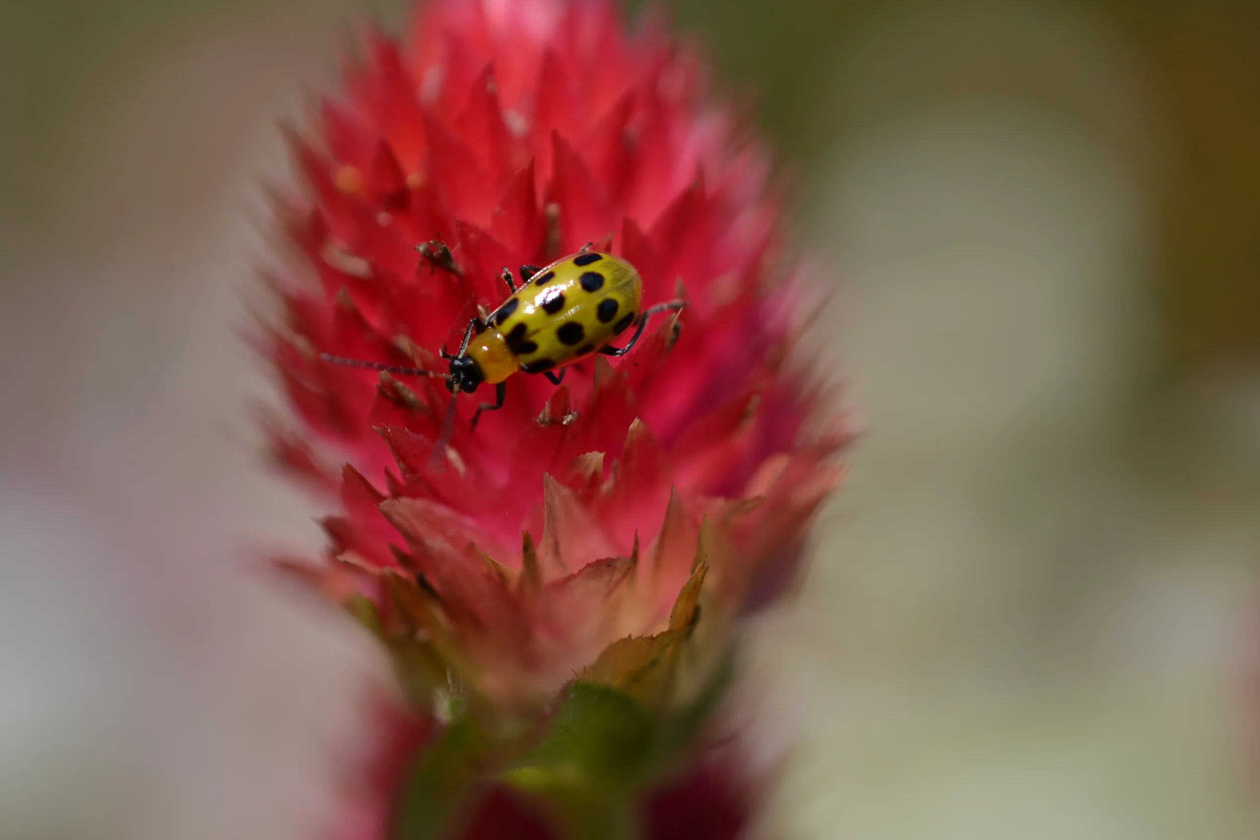 Beetle © Lee Divine Gruber