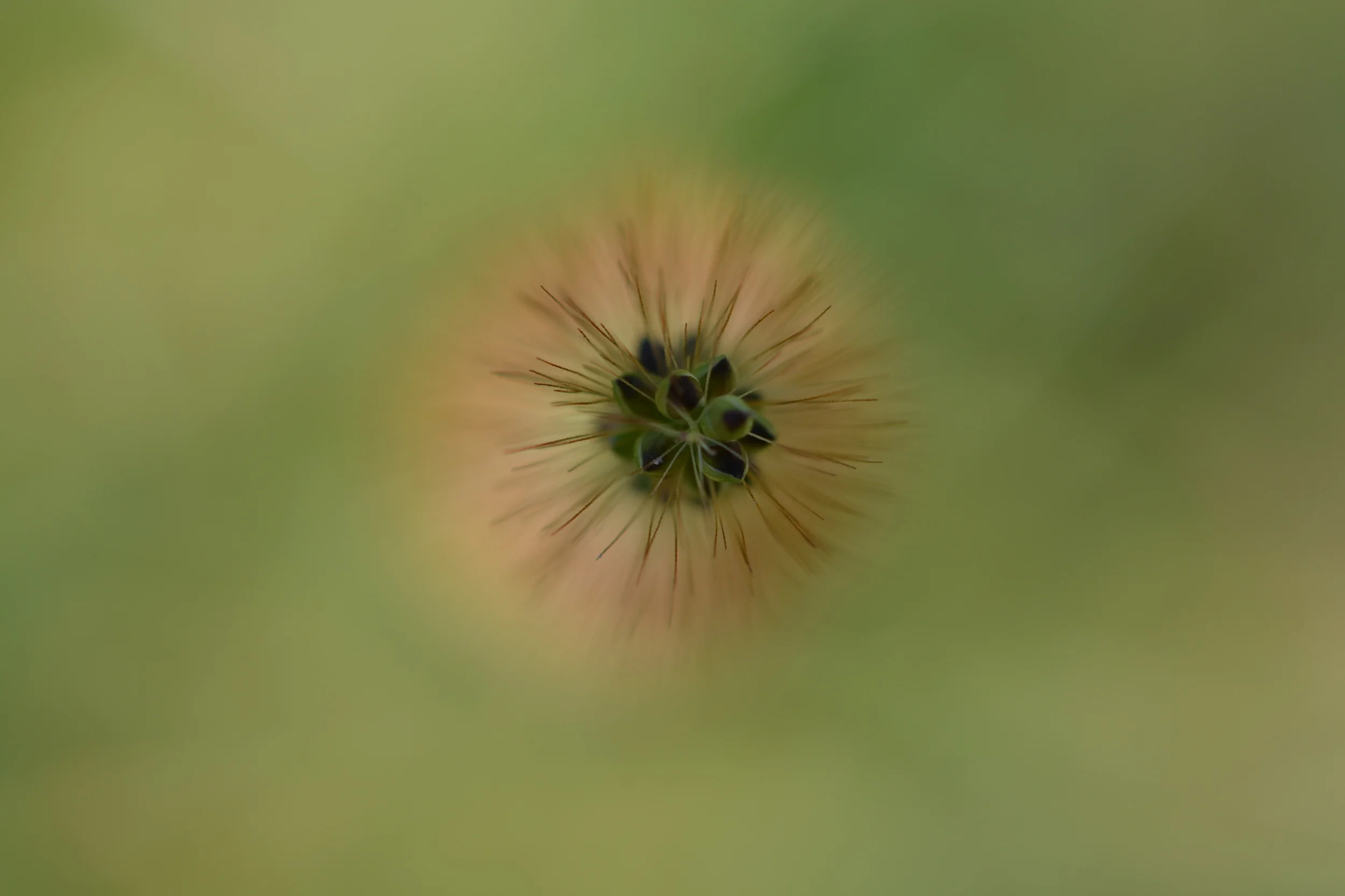 Wild Grasses © Lee Divine Gruber