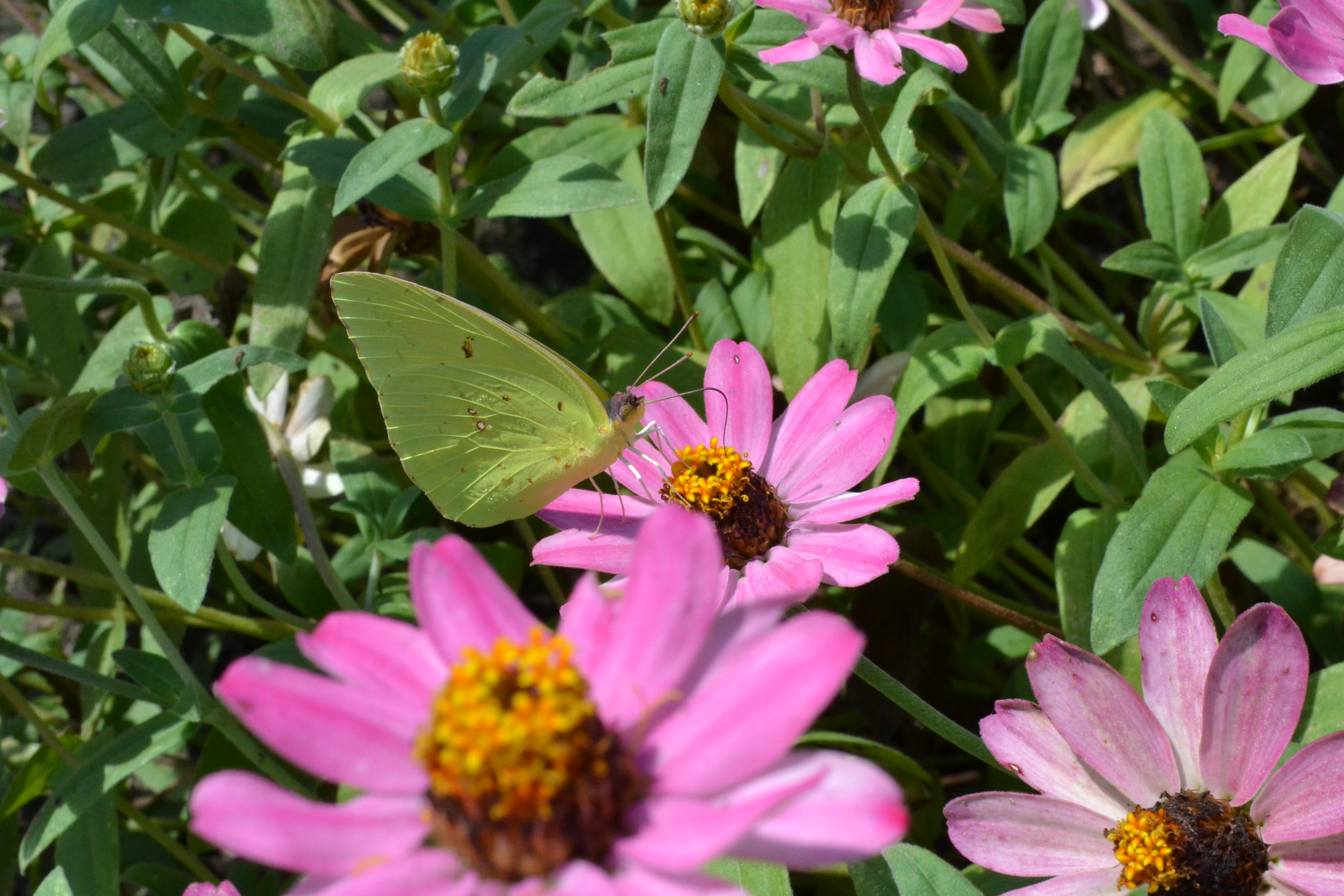Yellow Sulphur Butterfly © Lee Divine Gruber