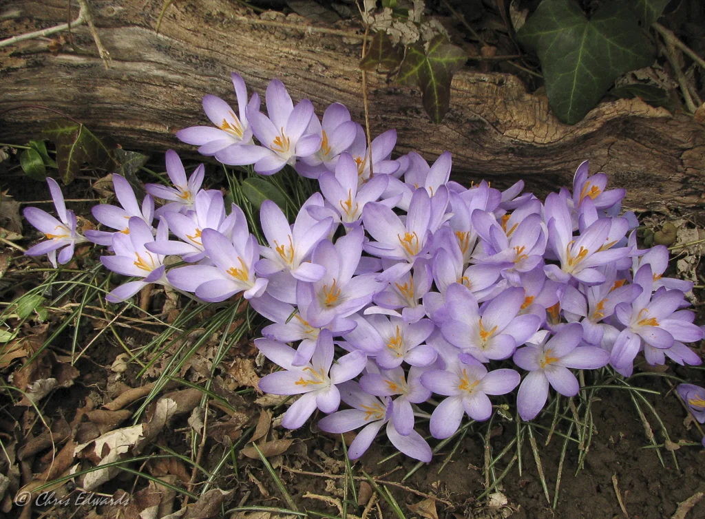 Crocus © Chris Edwards