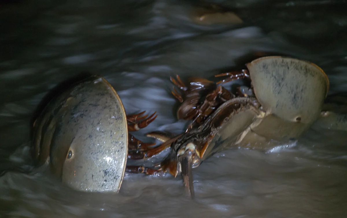 Mating Horseshoe Crabs © Lauren Peeler Brice