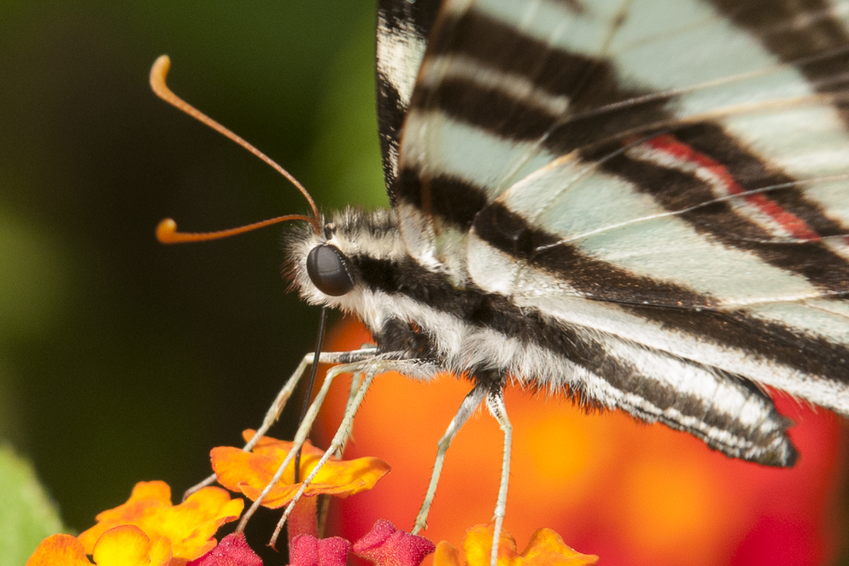 Zebra Swallowtail on Lantana, (c) Lauren Peeler Brice