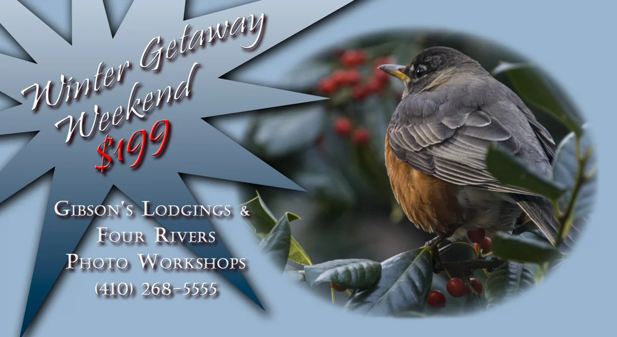 American Robin