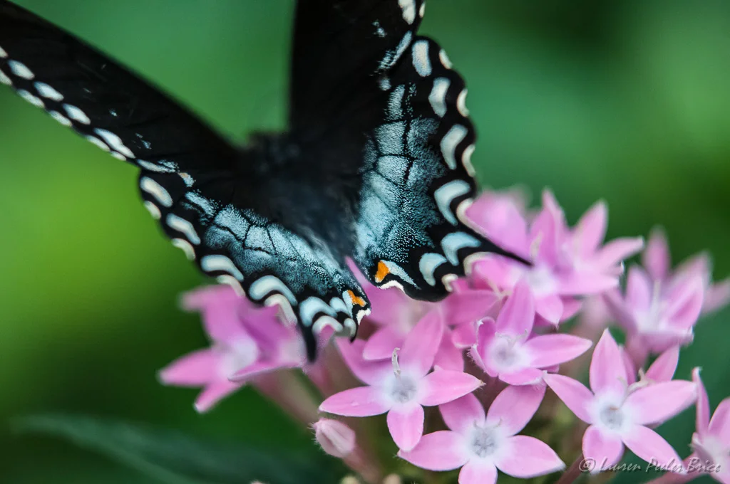 radiant Swallowtail, Four Rivers Photo Workshops