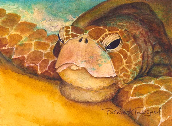 Federspiel-Basking-Honu-Web-1.jpeg