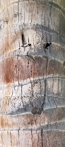 Look at ALL of the texture. What do you think this is? Do you see the upside down heart?