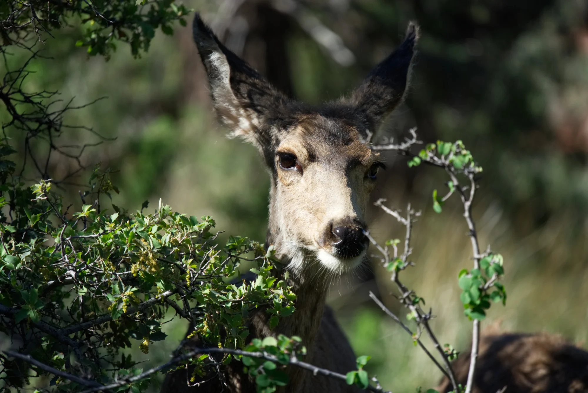 deer-headon-s-web.jpg