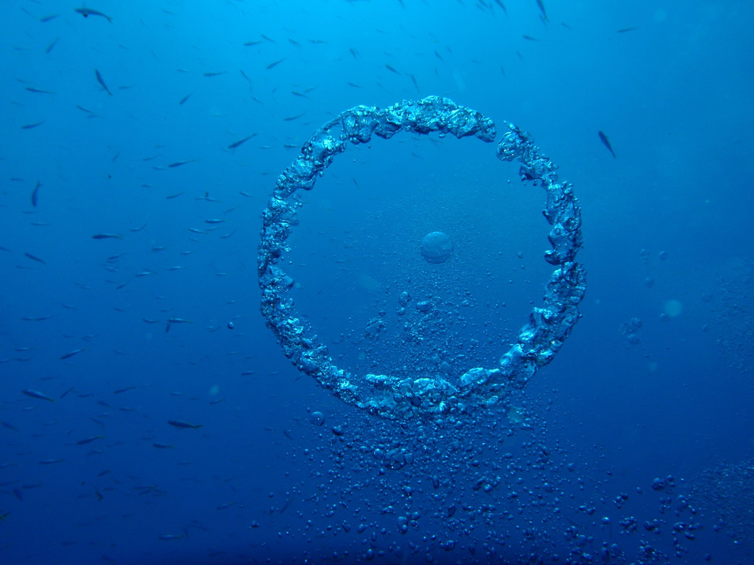 Bubble Ring Rising
