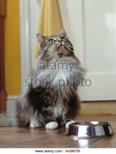 long-haired-tabby-in-kitchen-waiting-to-be-fed-ag9d7b.jpg