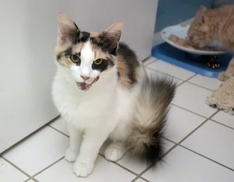 Maggie Loves Weruva R Olson copy.jpg