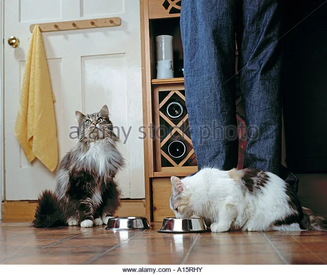 two-cats-eating-in-kitchen-a15rhy.jpg
