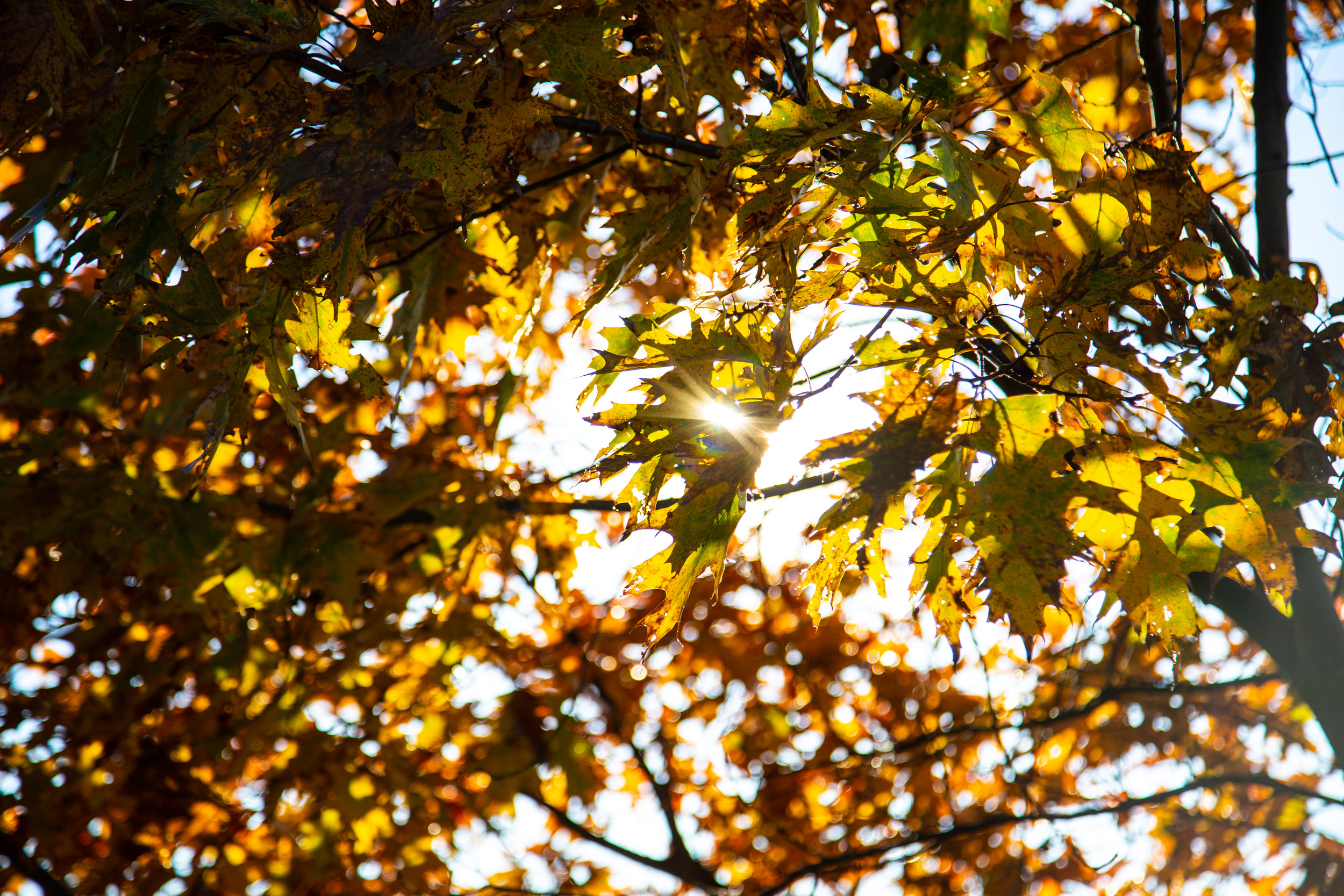 Shenandoah-National-Park-blue-ridge-parkway-day-mountains-afternoon-haze-layers-distance-texture-trees-fall-leaves