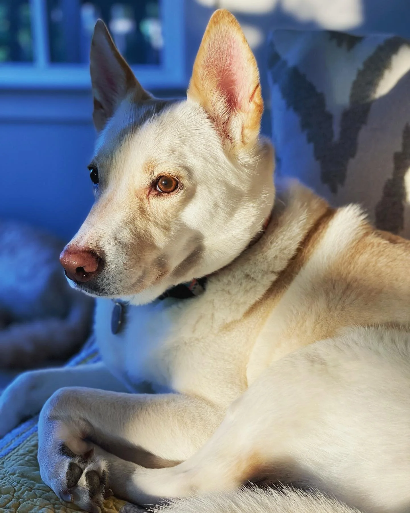 It&rsquo;s Lily&rsquo;s golden birthday! 🥳 She&rsquo;s the queen and we&rsquo;re the sorry people, which means she&rsquo;ll be receiving many cronchy snacks all day. Happy bday, Lilz! There is no creature who compares to you ❤️❤️