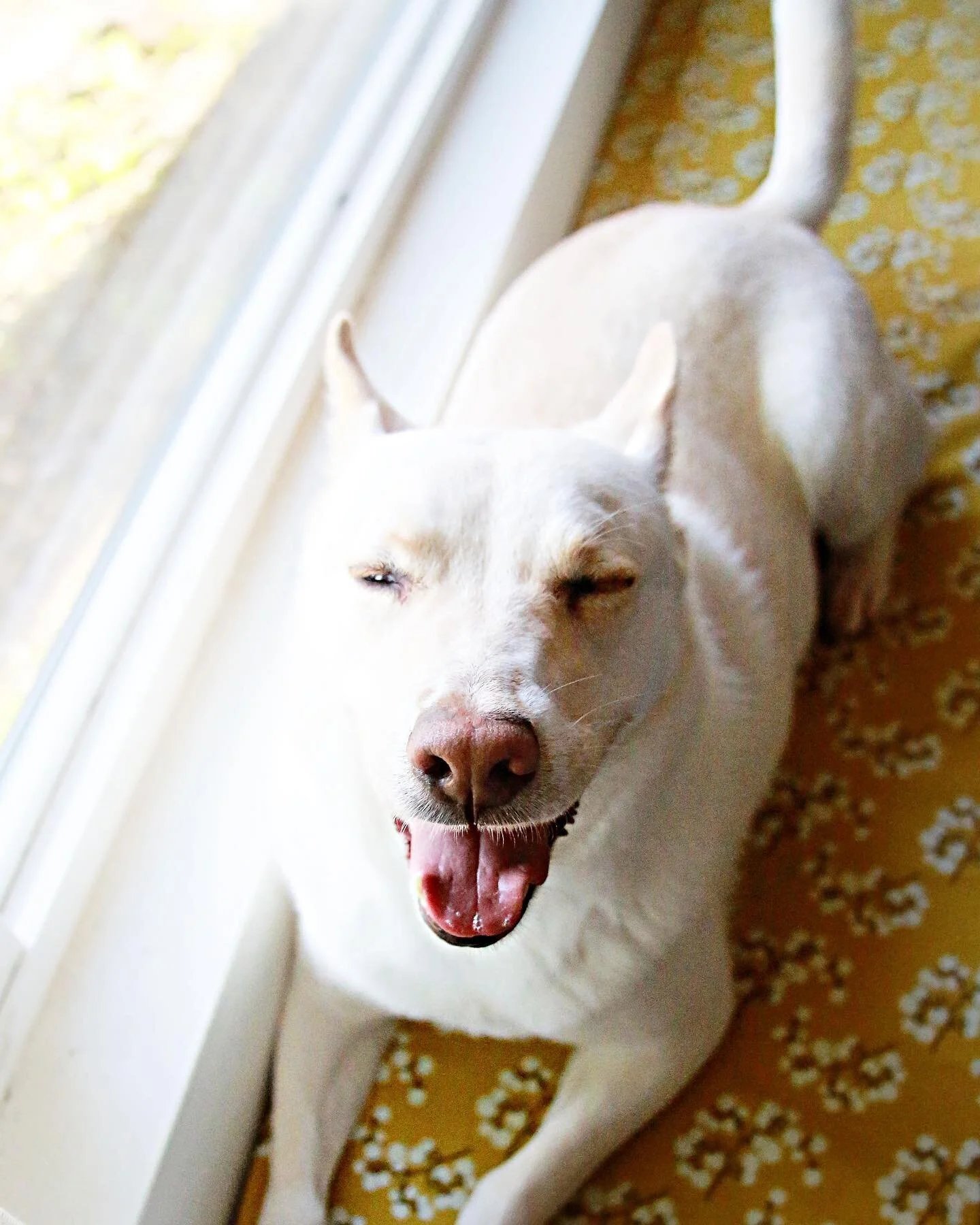 Here are 10 embarrassing photos to celebrate the white dog&rsquo;s 10th year of life (she&rsquo;s not on Instagram, so I don&rsquo;t have to worry about her seeing them)! Y&rsquo;all already know I can&rsquo;t put my love for her into words. This dim