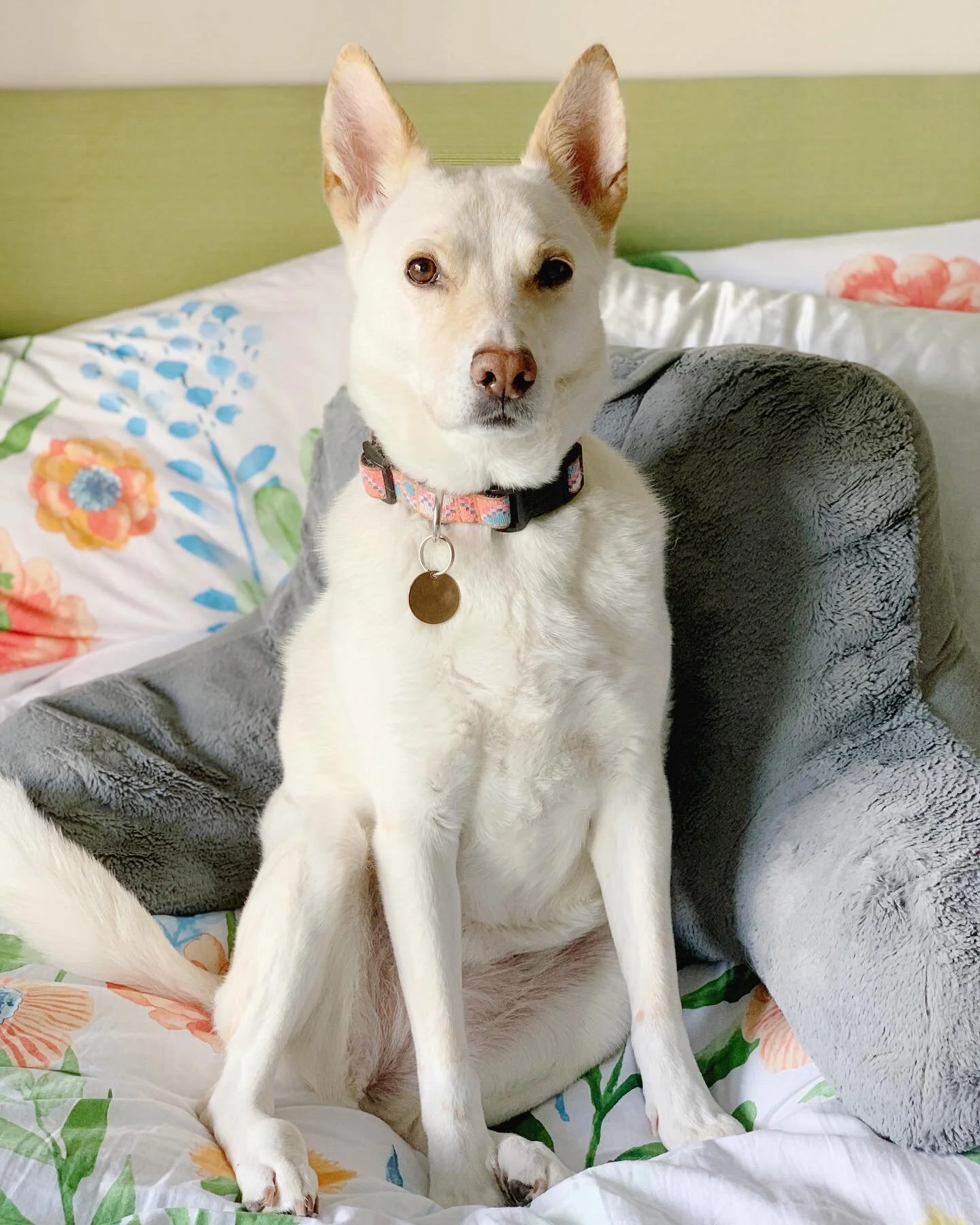 Lillers appreciation post #cccdogdays