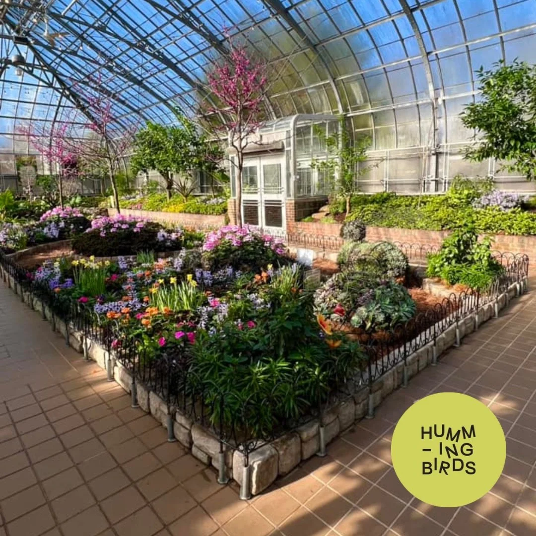 Hummingbirds-Cincinnati-Cincinnati_Parks-Krohn_Conservatory-Emerge_Spring_Flower_Show_3.jpeg