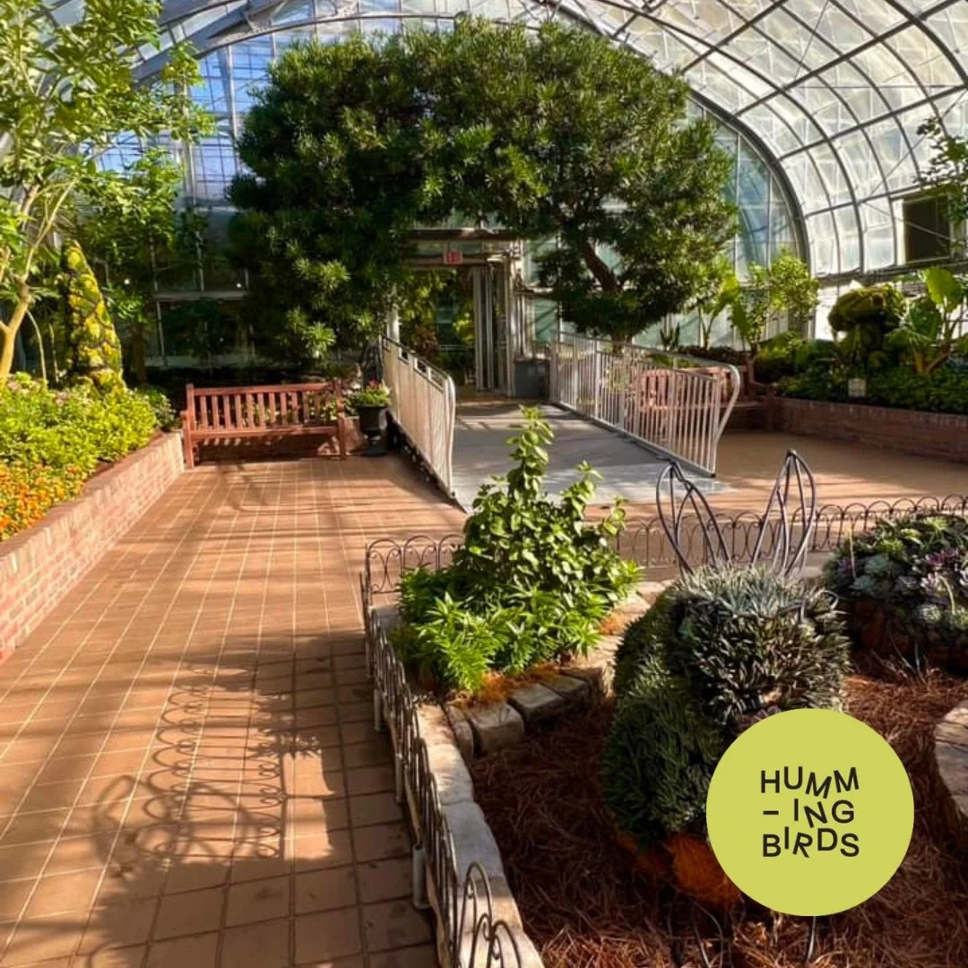 Hummingbirds-Cincinnati-Cincinnati_Parks-Krohn_Conservatory-Emerge_Spring_Flower_Show_4.jpeg