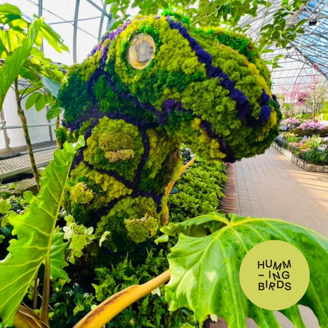 Hummingbirds-Cincinnati-Cincinnati_Parks-Krohn_Conservatory-Emerge_Spring_Flower_Show_6.jpeg